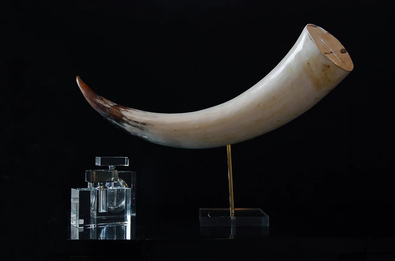 Watusi Horn