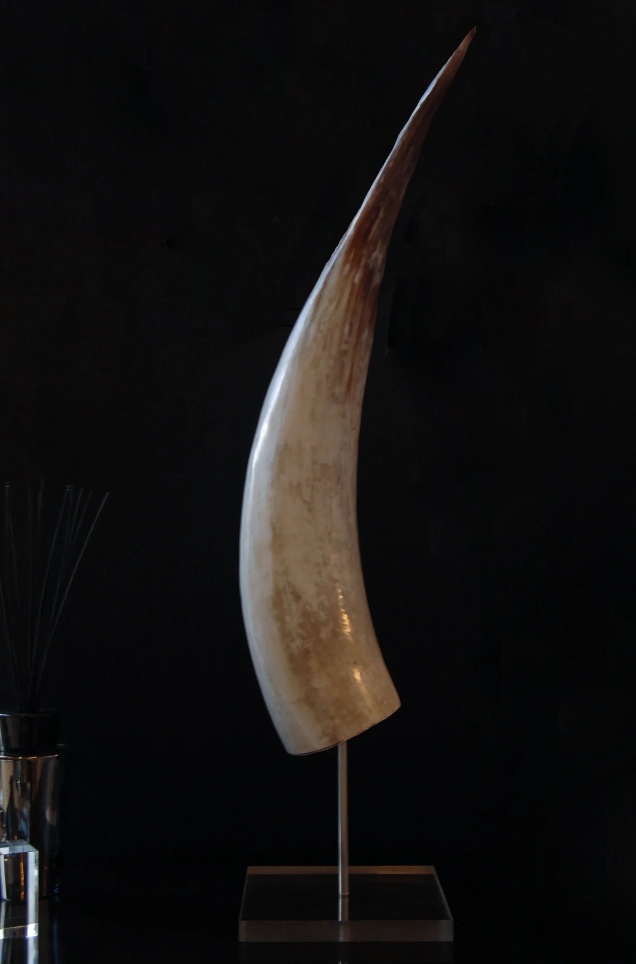 Watusi Horn