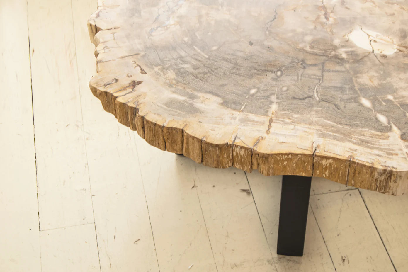 Hudson Petrified Wood Coffee Table